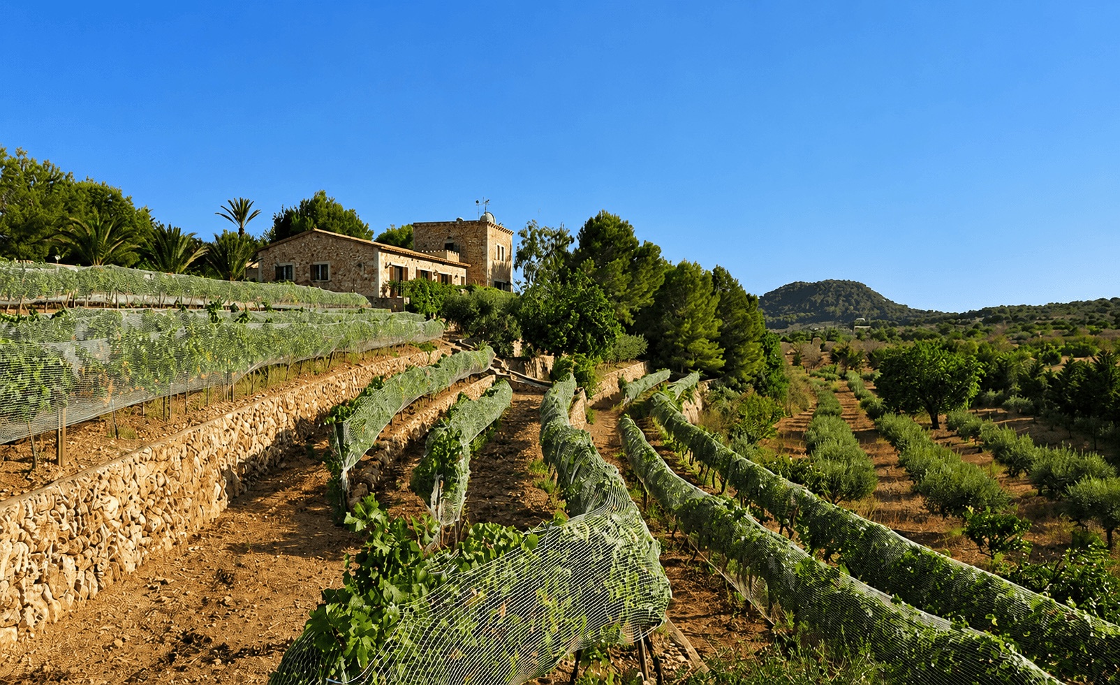 S'HORTA: Exklusive Natursteinfinca mit ETV und eigenem Weinanbau in ruhiger, bevorzugter Lage — S'Horta